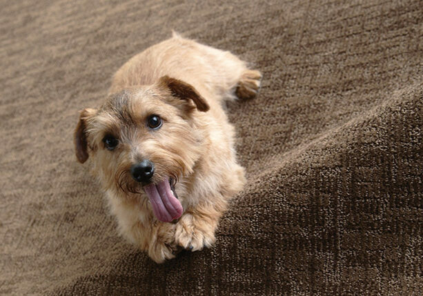 Cute puppy on carpet floor | Big Bob's Flooring Outlet Fridley